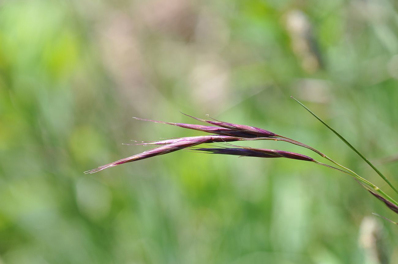 Image of genus Bromopsis specimen.