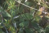 Pilosella officinarum