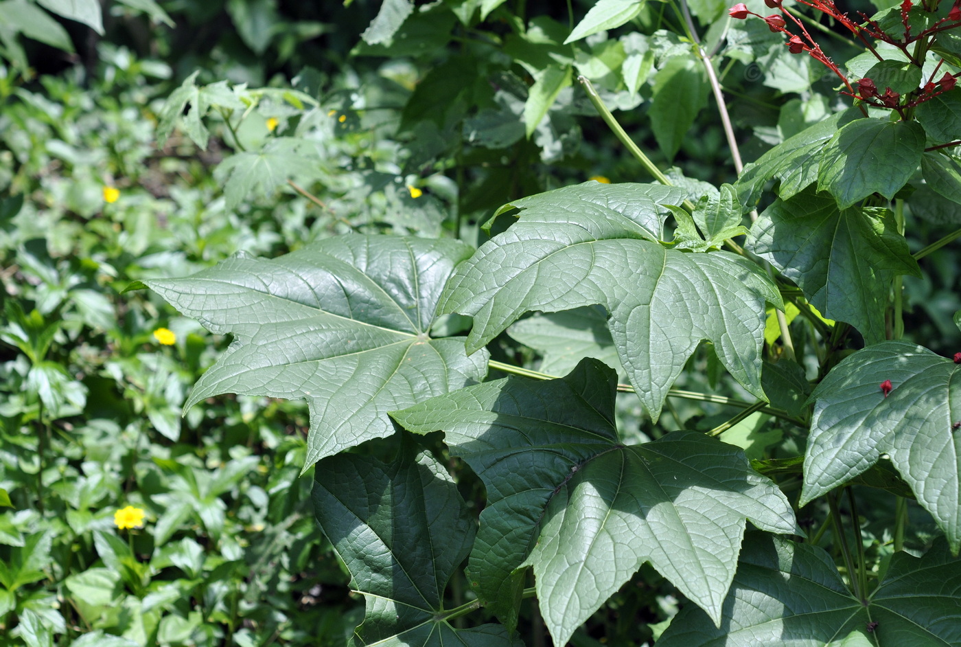 Image of Clerodendrum paniculatum specimen.