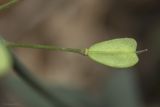Noccaea macrantha. Незрелый плод. Крым. Бахчисарайский р-н, окр. с. Новоульяновка, меловой склон горы (берег водохранилища). 09.05.2024.