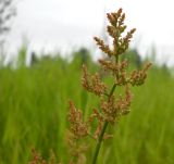 Rumex thyrsiflorus