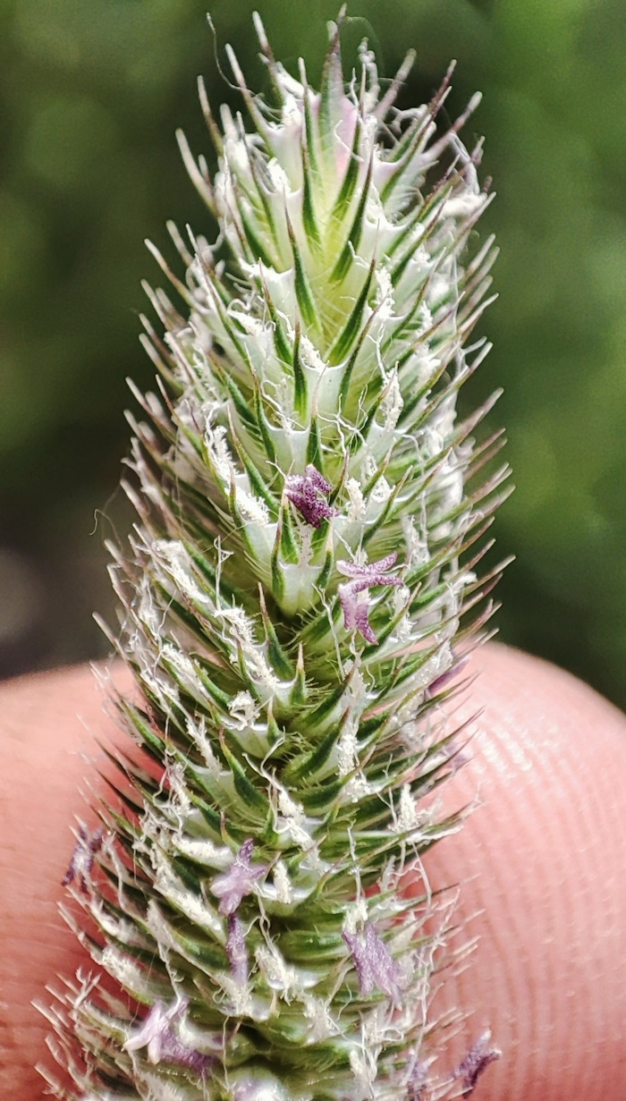 Image of Phleum pratense specimen.