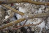 genus Salix
