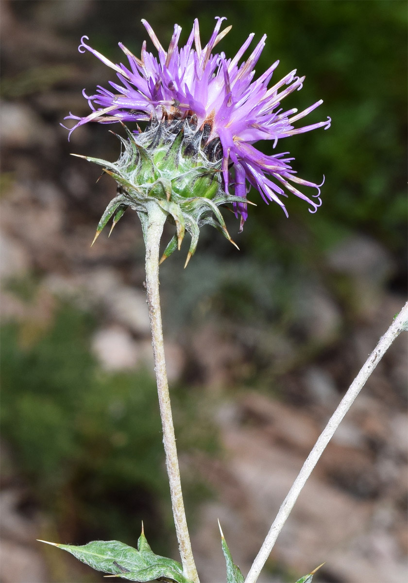 Image of Cousinia bonvalotii specimen.