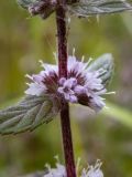 Mentha × gracilis. Часть побега с соцветием. Московская обл., Талдомский р-н, окр. СНТ \"Живописное\", просека под ЛЭП, луг. 12.08.2024.