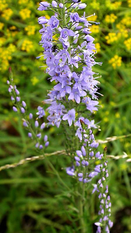 Image of Veronica longifolia specimen.