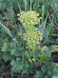 Heracleum sibiricum