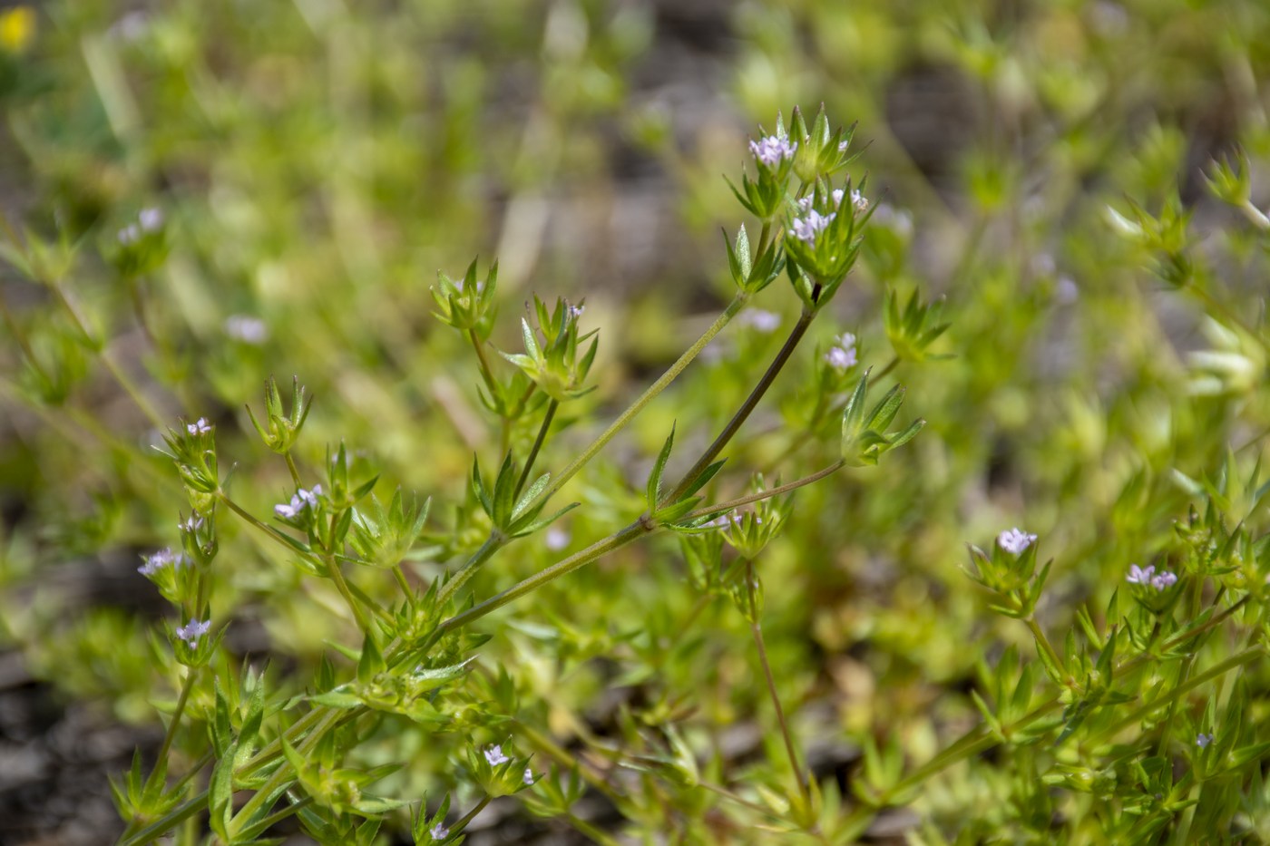Image of Sherardia arvensis specimen.