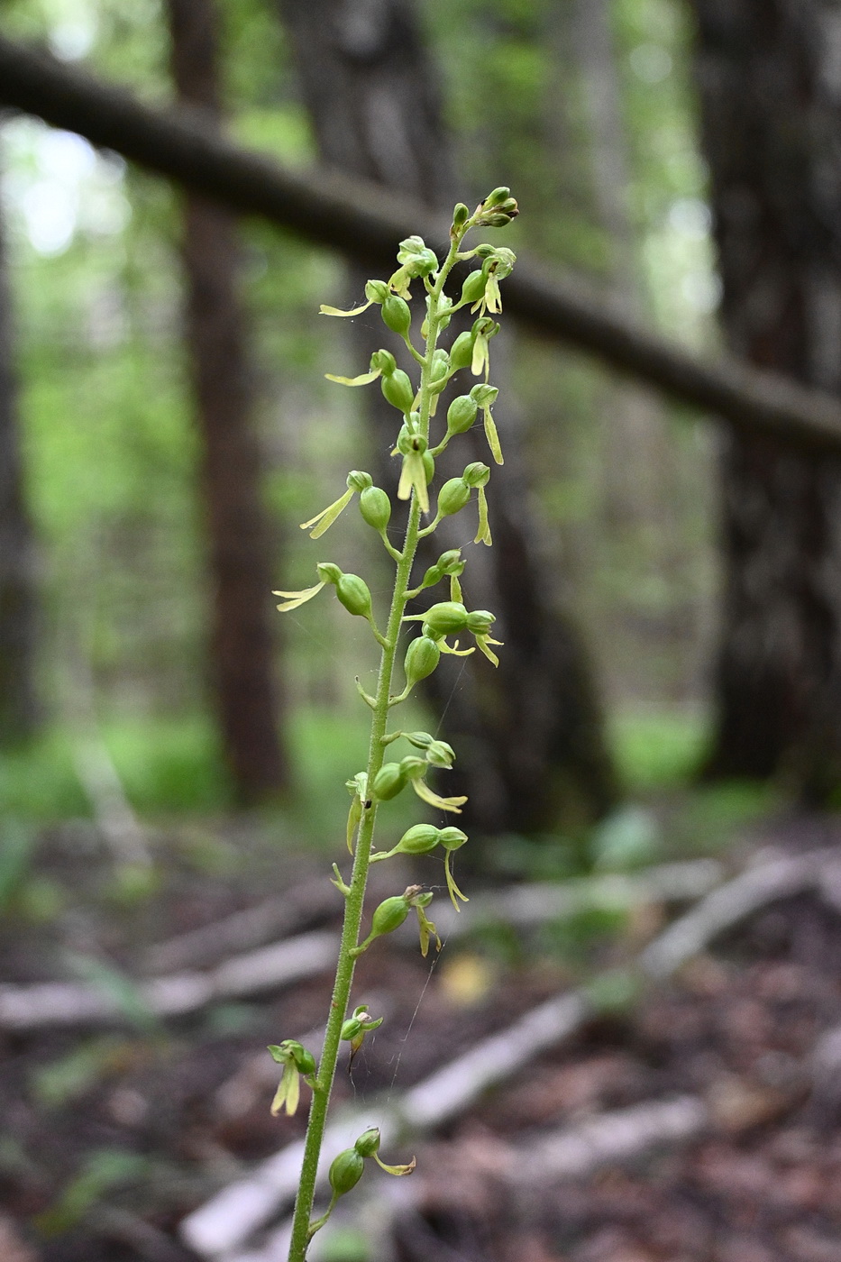Image of Listera ovata specimen.