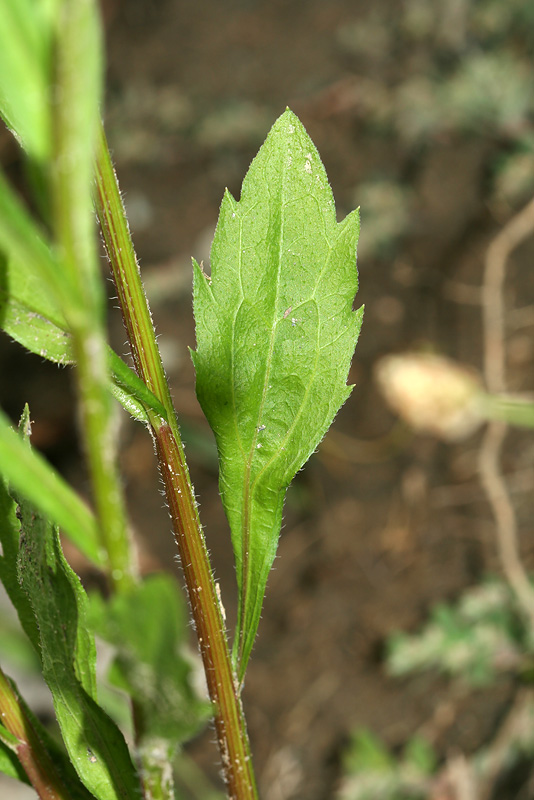 Image of Erigeron annuus specimen.