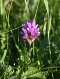 genus Astragalus