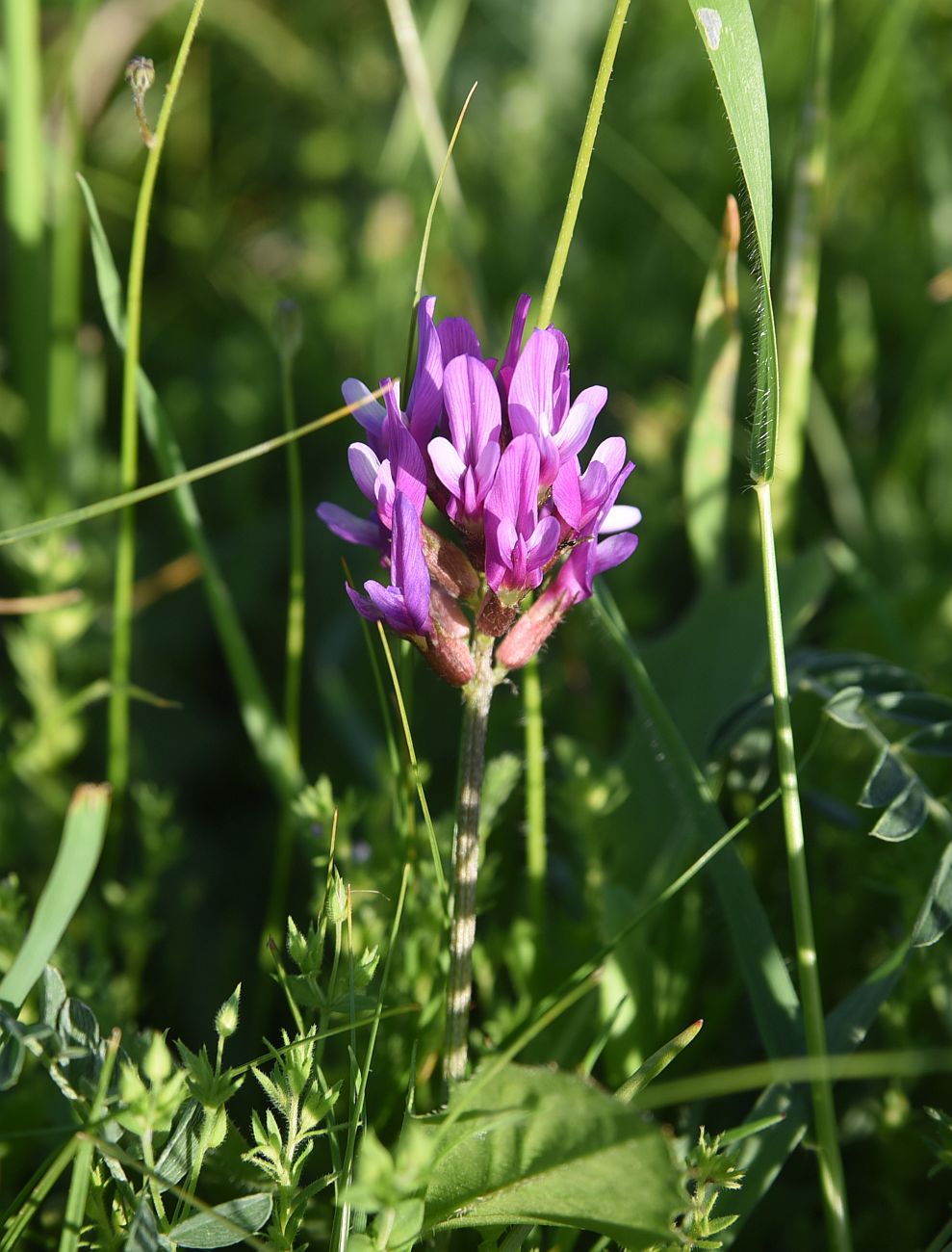 Image of genus Astragalus specimen.