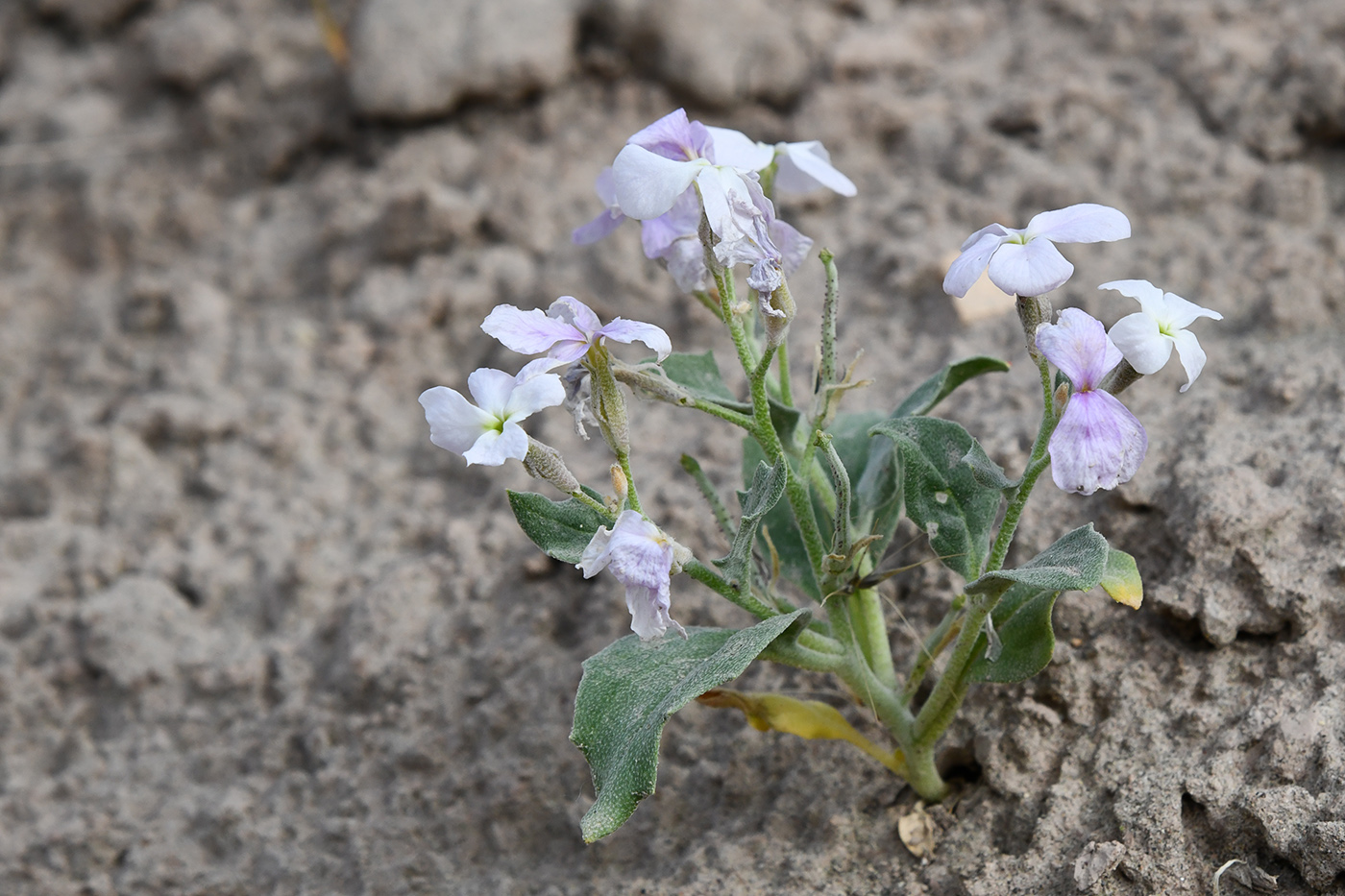 Изображение особи Matthiola bucharica.