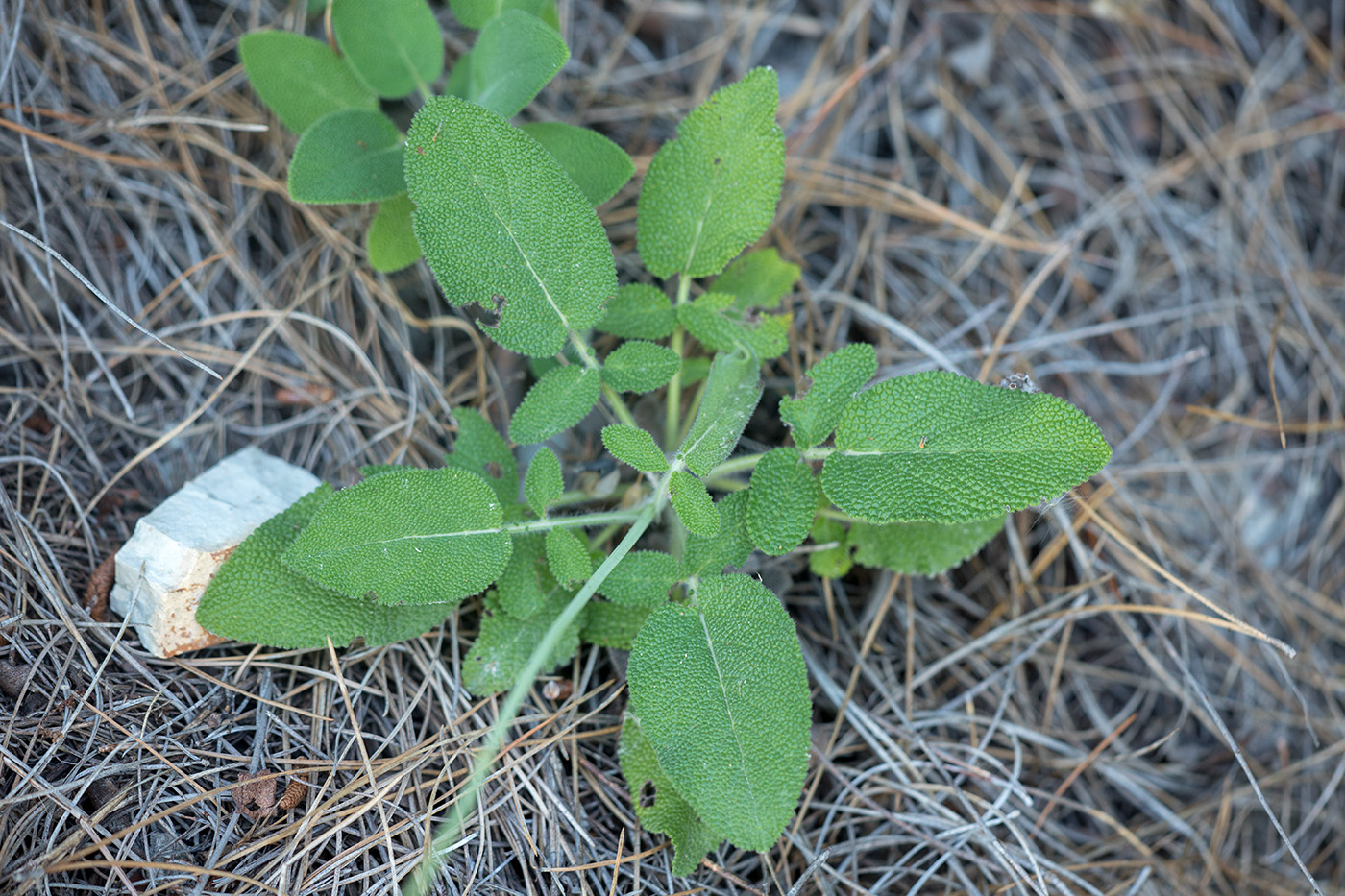 Изображение особи Salvia ringens.