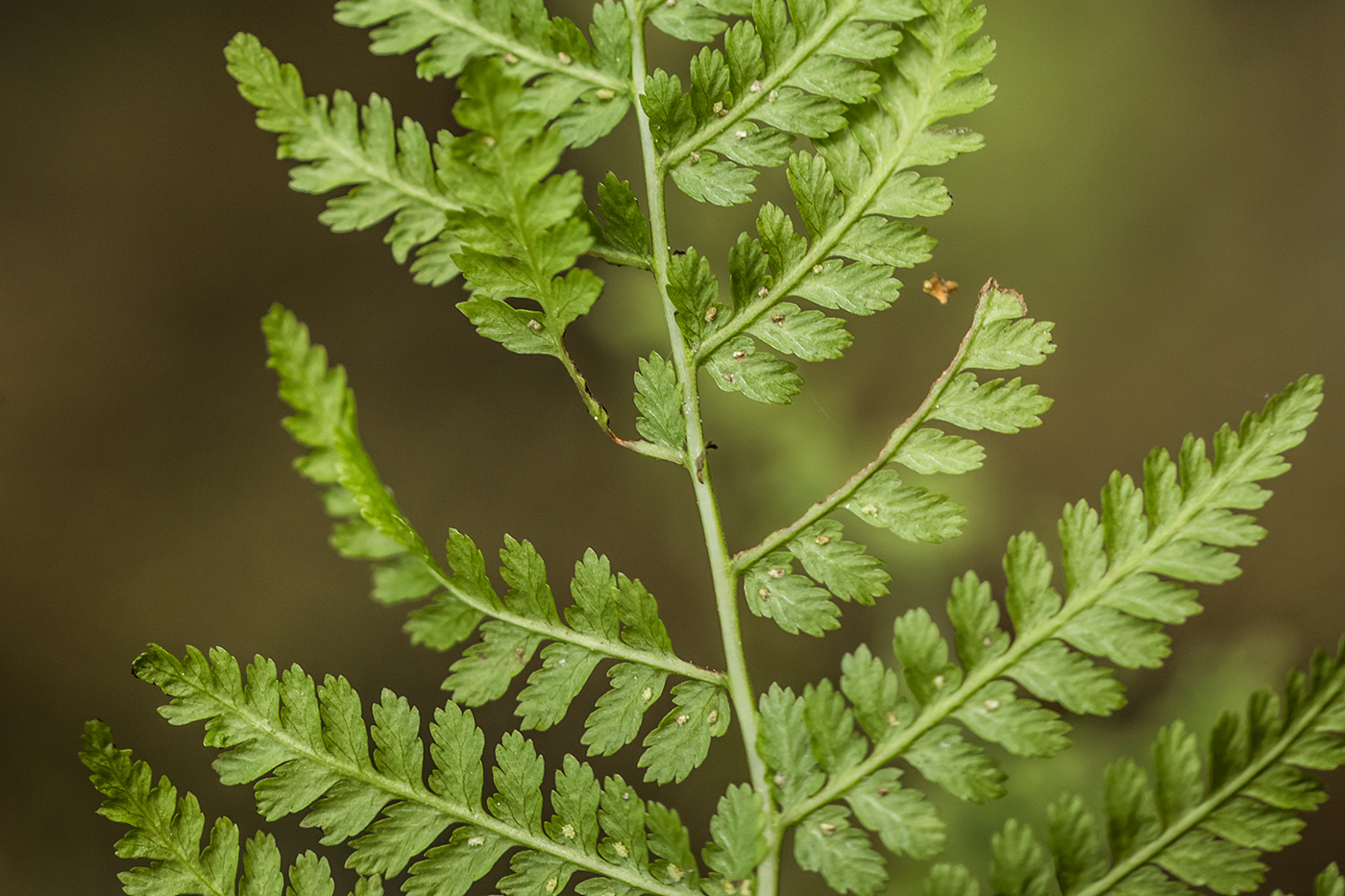 Изображение особи Athyrium filix-femina.
