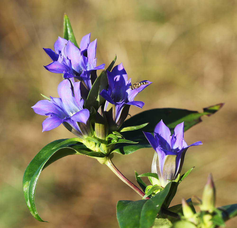 Image of Gentiana scabra specimen.