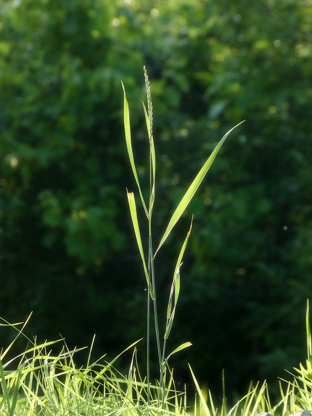 Image of Elytrigia repens specimen.