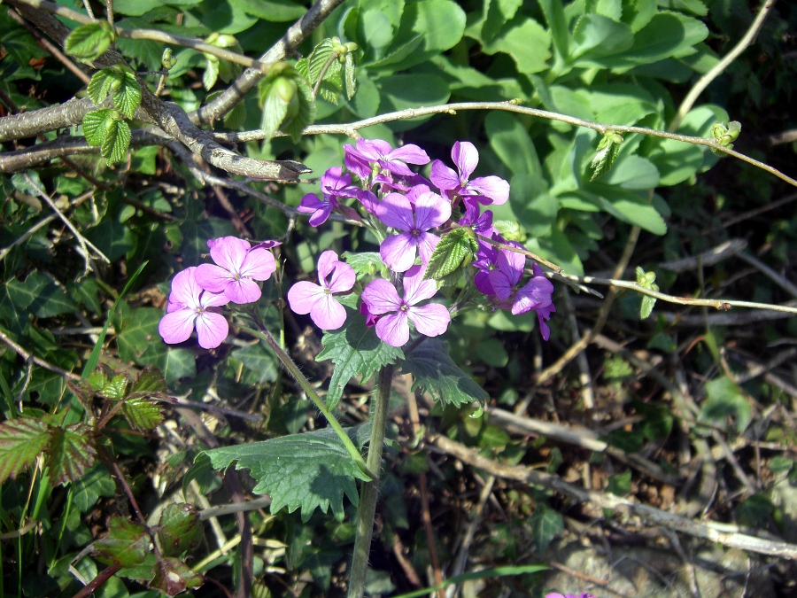 Изображение особи Lunaria annua.