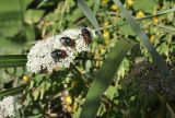 семейство Apiaceae