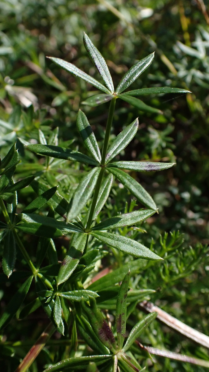 Изображение особи Galium mollugo.