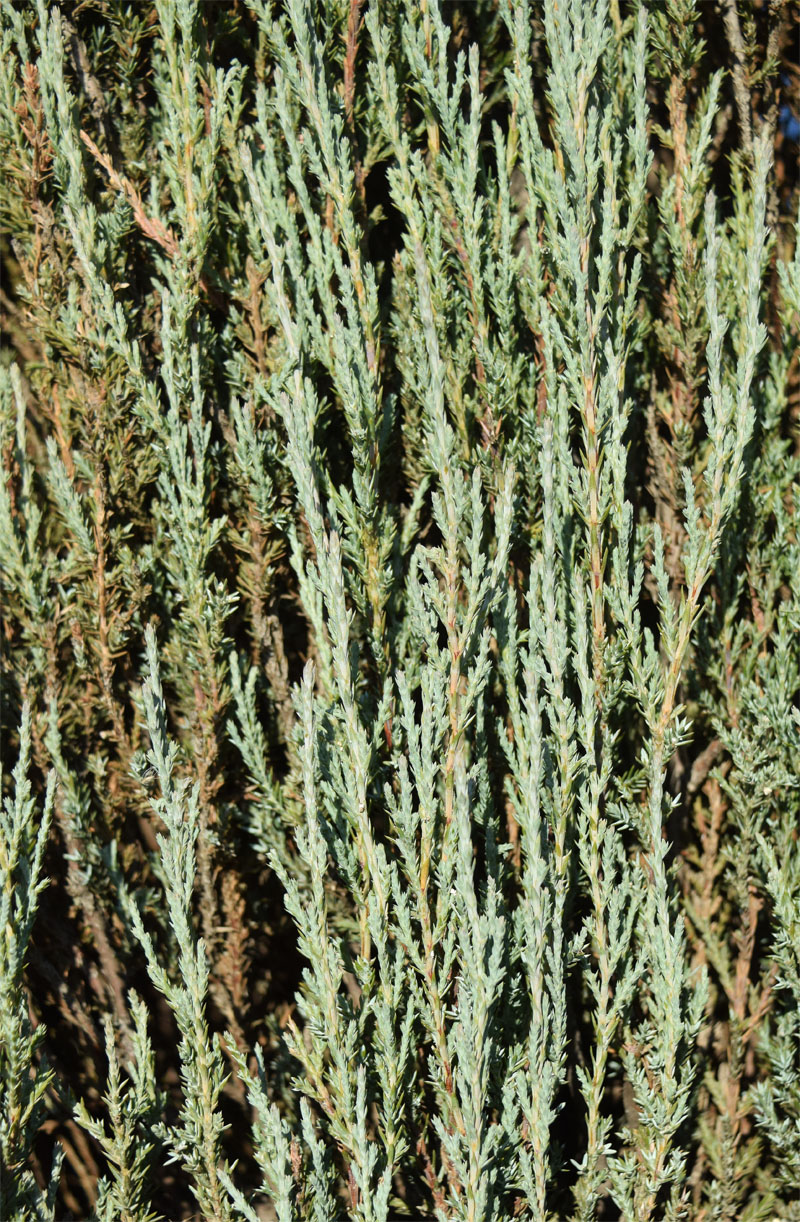 Изображение особи Juniperus scopulorum.