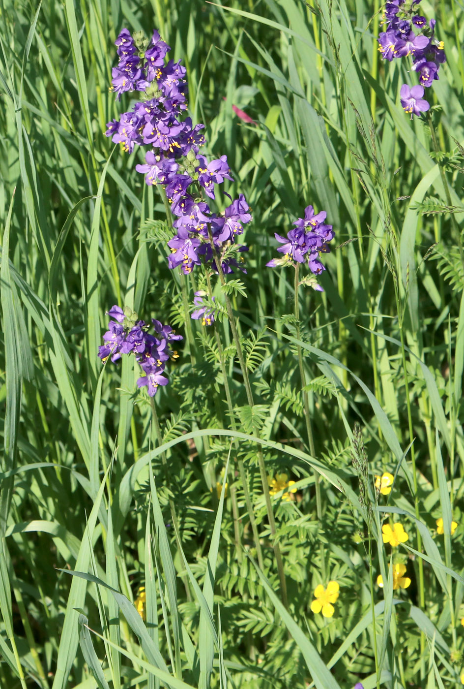 Изображение особи Polemonium caeruleum.