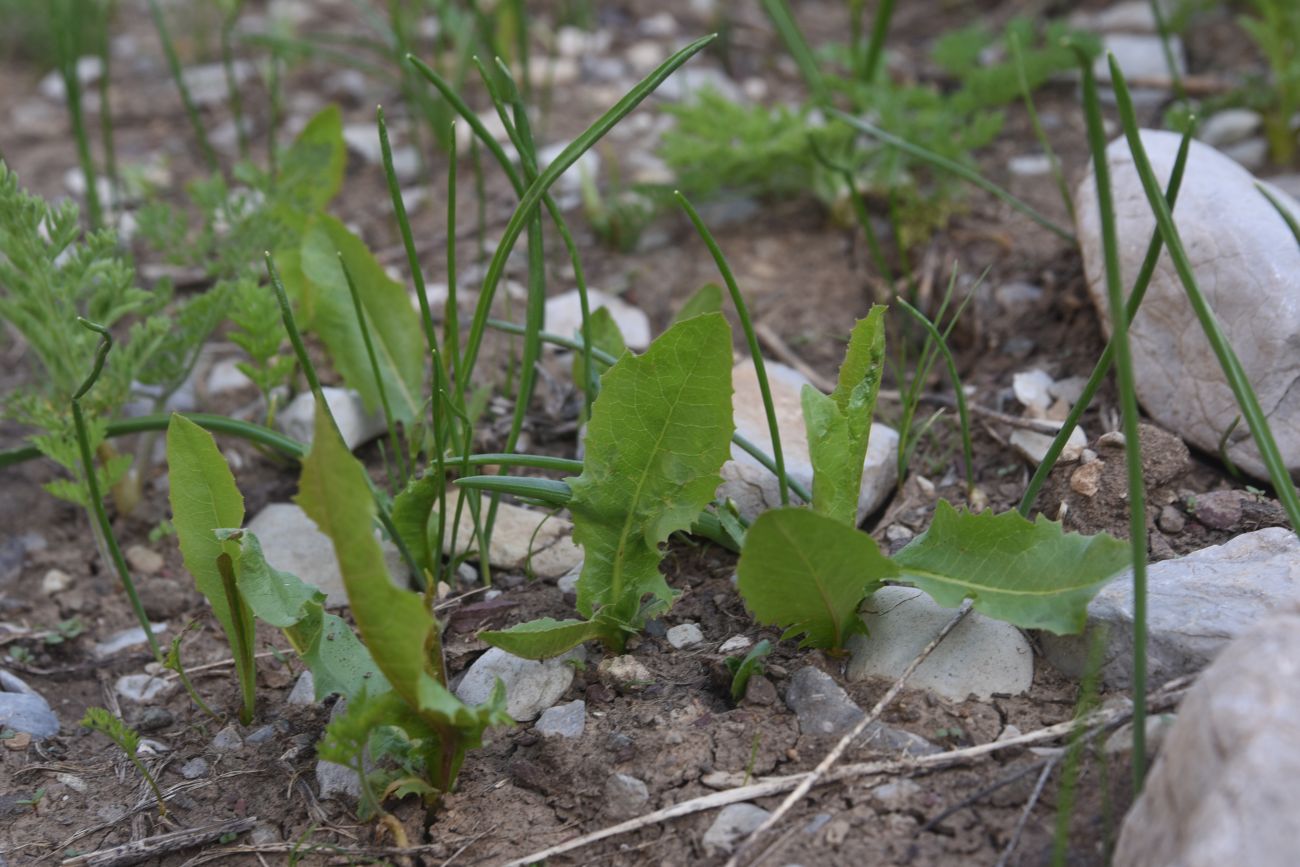 Image of Unknown species specimen.