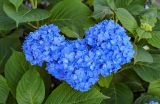 Hydrangea macrophylla. Соцветия и листья. Грузия, Аджария, Батумский ботанический сад, в культуре. 16.06.2023.