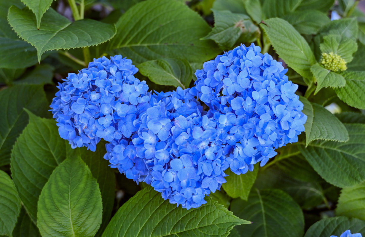 Изображение особи Hydrangea macrophylla.