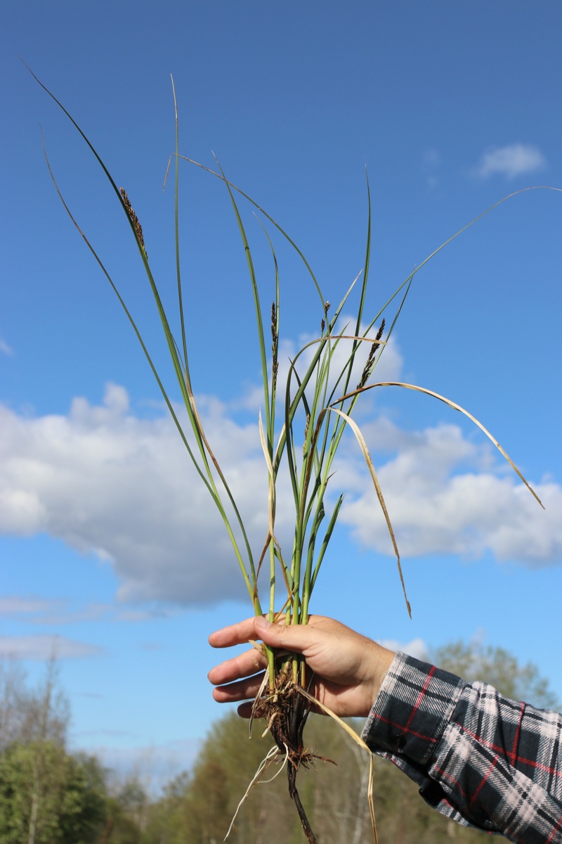 Изображение особи Carex diandra.