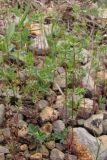 Galium verticillatum. Зацветающие растения. Южный Берег Крыма, окр. пгт Гурзуф, ур. Мертвая долина. 19 апреля 2011 г.