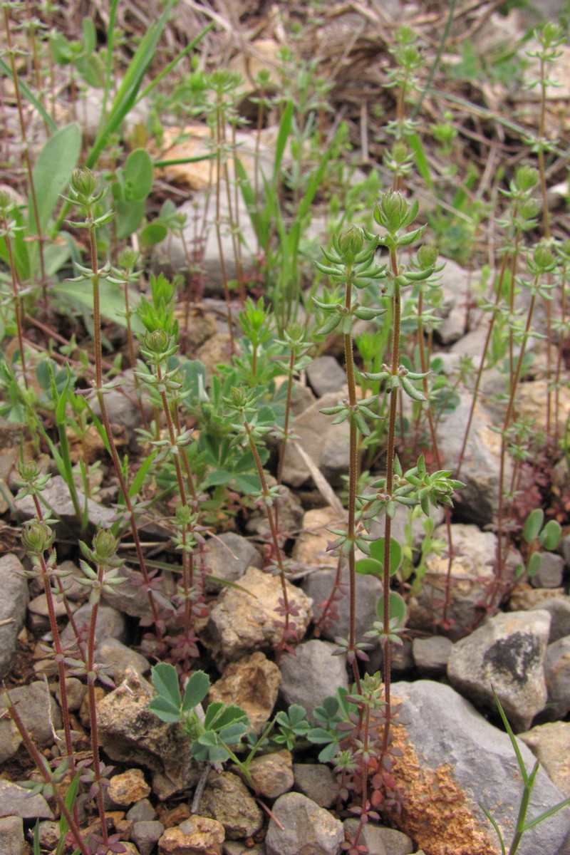 Изображение особи Galium verticillatum.