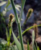 Holcus lanatus. Часть побега с основанием листа. Абхазия, Гудаутский р-н, окр. с. Лдзаа, пойменный луг. 08.06.2025.