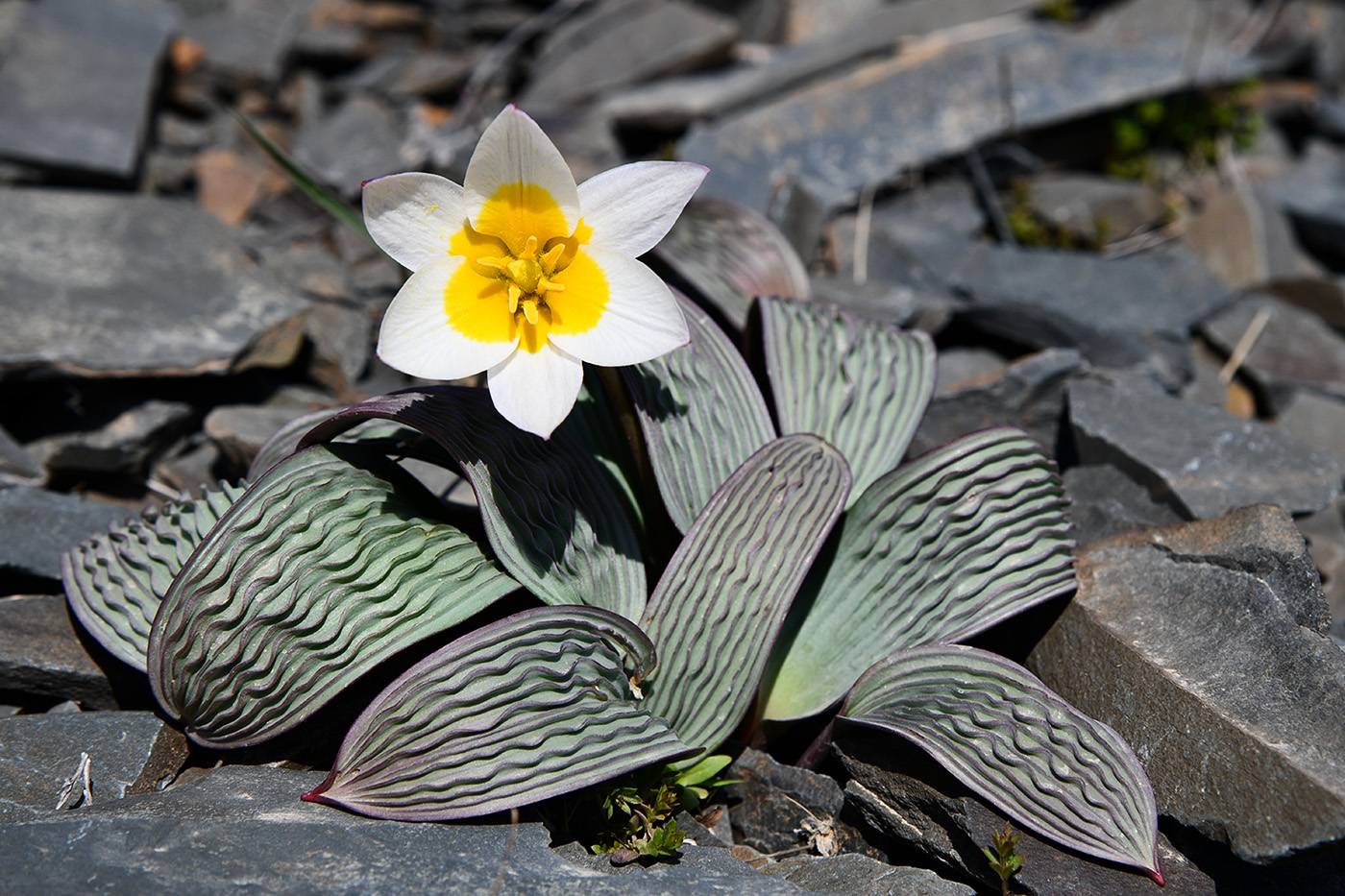 Image of Tulipa regelii specimen.