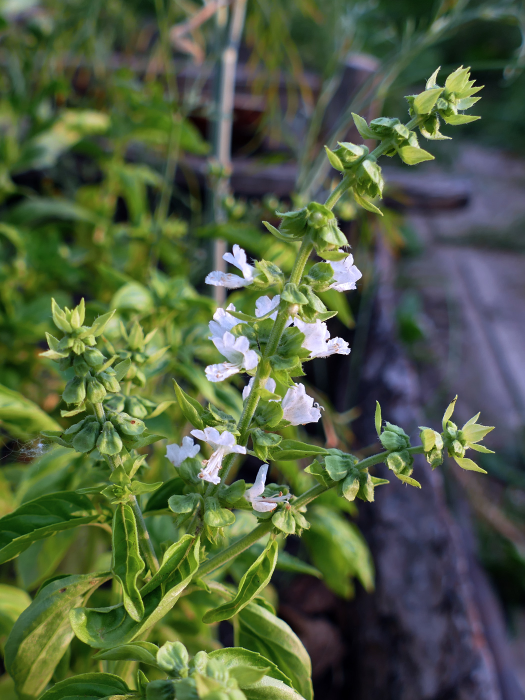 Image of Ocimum basilicum specimen.