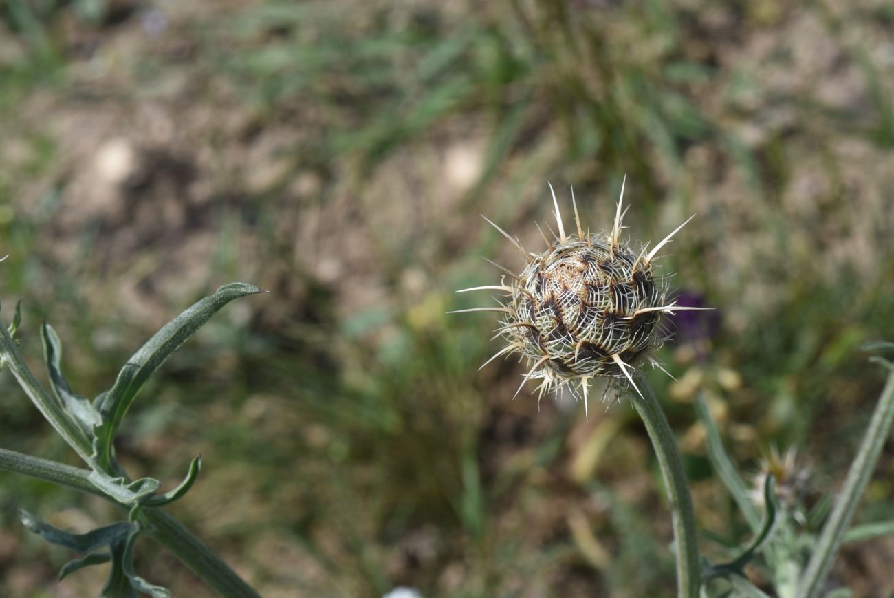 Image of Unknown species specimen.