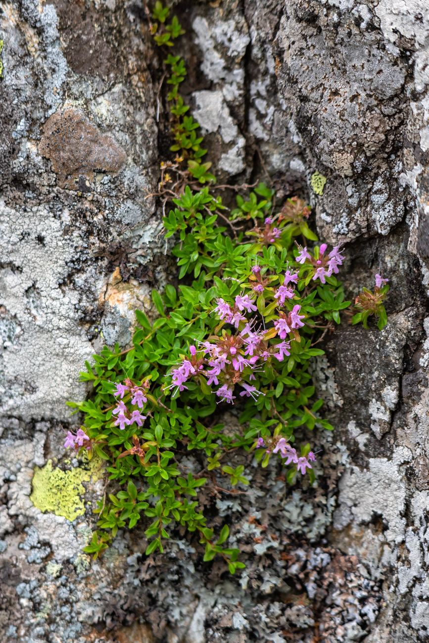 Изображение особи Thymus komarovii.