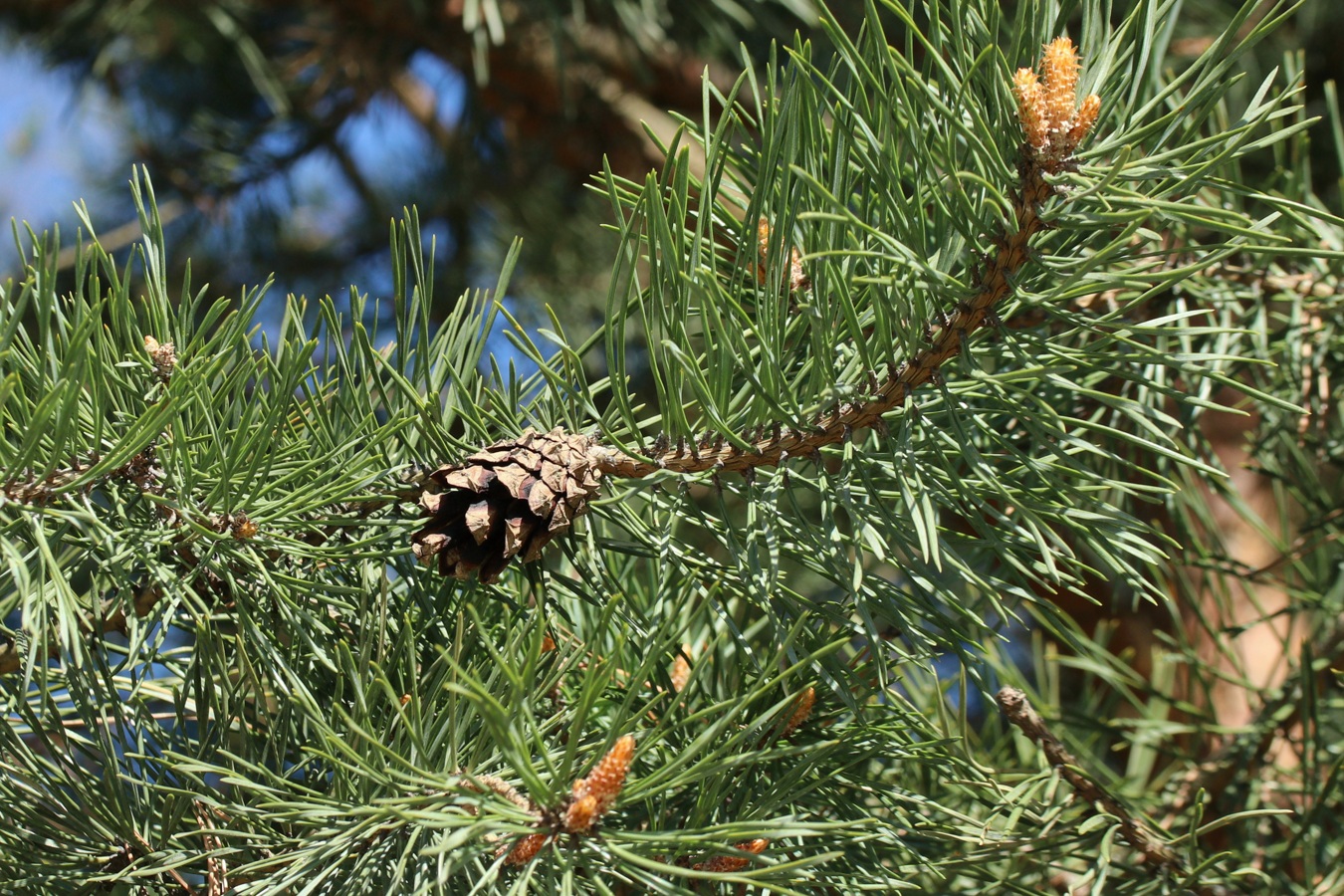 Изображение особи род Pinus.