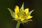 Geum urbanum