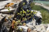 род Cerastium