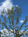 Aesculus hippocastanum. Верхняя часть кроны с развивающимися листьями и соцветиями. Санкт-Петербург, Кировский р-н, озеленение. 08.05.2026.