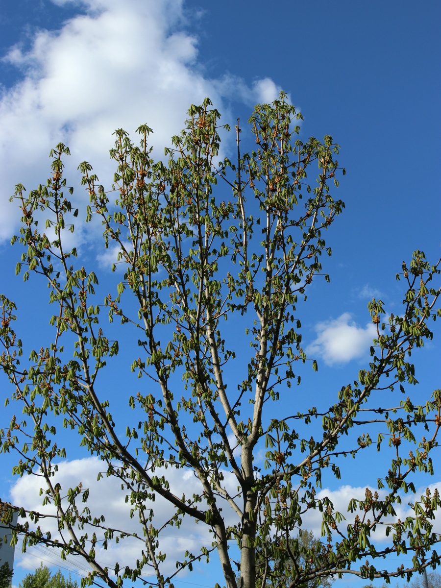 Изображение особи Aesculus hippocastanum.