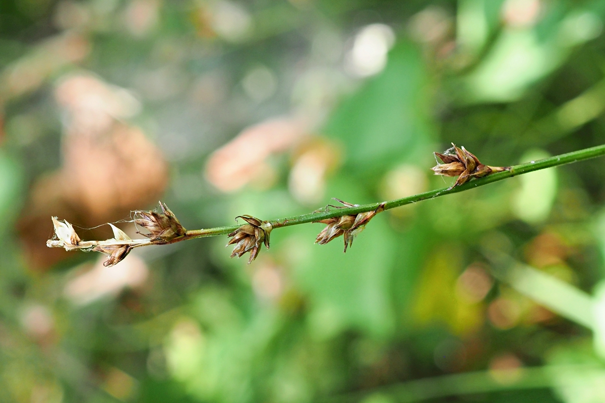Изображение особи Carex divulsa.