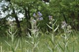 Anchusa leptophylla. Верхушки цветущих растений. Крым, окр. г. Симферополь, поляна в дубовом редколесье. 17.05.2026.