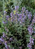 Dracocephalum integrifolium. Цветущее растение. Кыргызстан, Чуйская обл., Жайылский р-н, Сусамырская дол., ок. 1 км к СВ от с. Суусамыр, ок. 2100 м н.у.м., каменистый луговой склон, разнотравное сообщество. 05.07.2026.