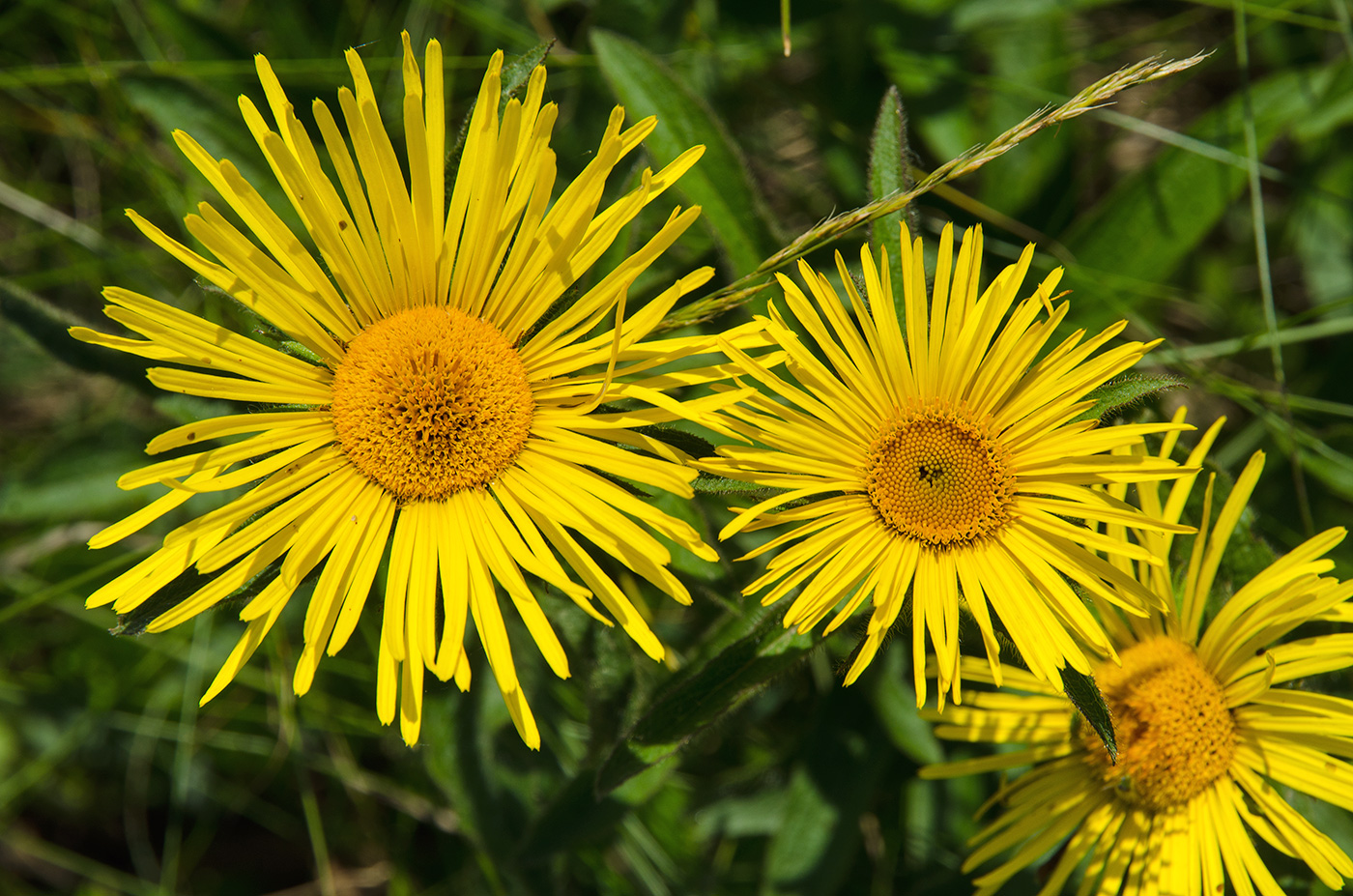 Image of Inula britannica specimen.