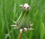 Taraxacum