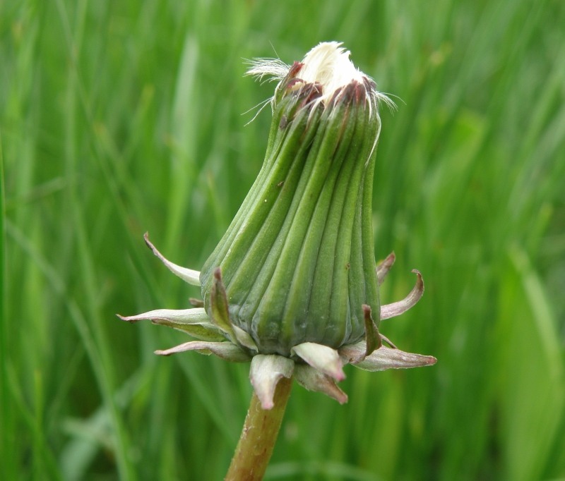 Изображение особи род Taraxacum.