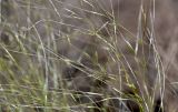 род Stipa