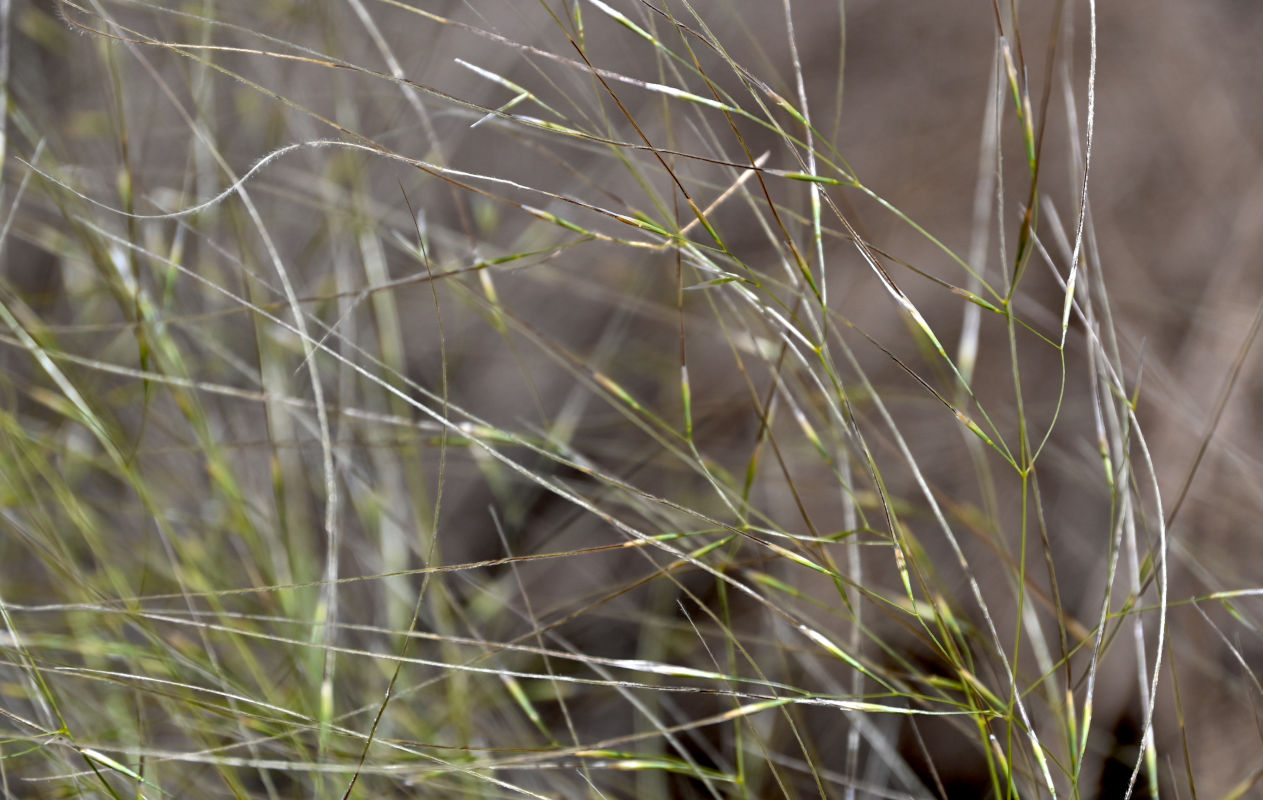 Изображение особи род Stipa.